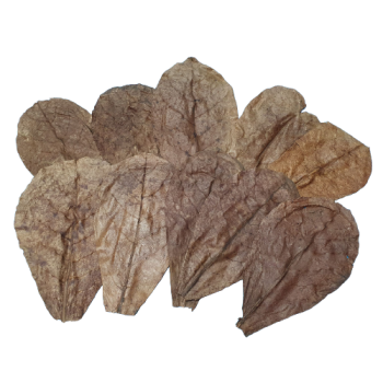 Seemandelbaumblätter M (15-20cm)